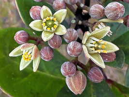 Halfordia kendack, flowers, Anggi Lakes, 2300 m asl, Arfak Mts, West Papua