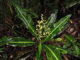 Hanguana cf. corneri, female individual with infructescence, Penrissen Range, Padawan, Sarawak, Borneo