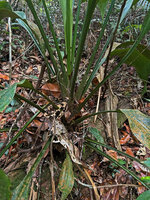 Hanguana malayana, base of the funnel shaped rosetted leaves accumulating leaf litter, Penang Hill, Malaysia