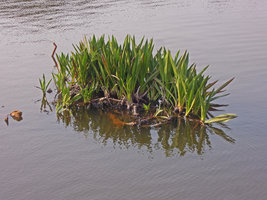 Hanguana malayana, Bukit Merah, Perak, Malaysia