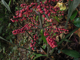 Hanguana rubinea infructescence, Bukit Timah, Singapore