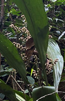 Hanguana malayana, infructescence with translucent white triangular fruits, Penang Hill, Malaysia