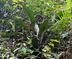 Hanguana malayana, leaves and infructescence with bright white pearl fruits, Penang Hill, Malaysia