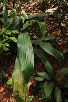 Hanguana triangulata, plicate leaf, Bukit Timah, Singapore