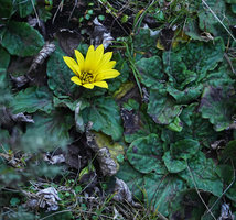 Haplocarpha rueppellii, flowering rosette on vertical seeping earth bank, Bale NP, 3500 m asl, Ethiopia