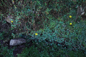 Haplocarpha rueppellii, vegetative population on vertical seeping earth bank, Bale NP, 3500 m asl, Ethiopia