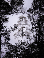 Harmsiopanax ingens, huge much branched terminal inflorescence of this monocarpic species, Tari, 2500 m asl, Hela, Papua New Guinea