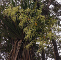 Harmsiopanax ingens, huge much branched terminal inflorescence, Tari Gap, 2500 m asl, Hela, Papua New Guinea
