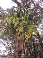 Harmsiopanax ingens, inflorescence, Tari, 2500 m asl, Hela, Papua New Guinea