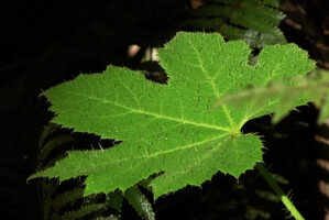 Harmsiopanax ingens, leaf blade with spiny emergences, Tari, 2500 m asl, Hela, Papua New Guinea