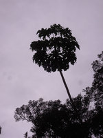 Harmsiopanax ingens, one individual in vegetative phase, Tari, 2500 m asl, Hela, Papua New Guinea