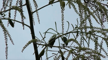 Harmsiopanax ingens, pedunculate small flowers, Tari, 2500 m asl, Hela, Papua New Guinea