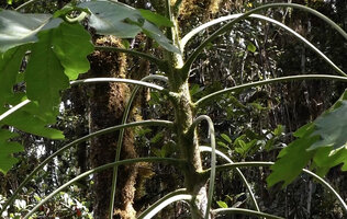 Harmsiopanax ingens, spiny stem, Tari, 2500 m asl, Hela, Papua New Guinea
