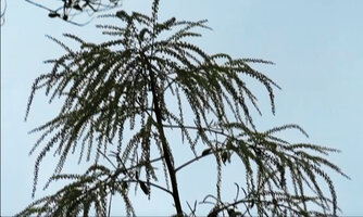 Harmsiopanax ingens, top flowering part of the monocarpic plant, Tari, 2500 m asl, Hela, Papua New Guinea