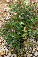 Hauya heydeana as a flowering shrub on exposed rocky slope, San Cristobal Verapaz, Alta Verapaz, Guatemala
