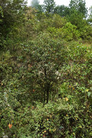 Hauya heydeana as a small tree flowering in exposed rocky slope, San Cristobal Verapaz, Alta Verapaz, Guatemala