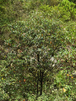 Hauya heydeana as a small tree flowering on exposed rocky slope, San Cristobal Verapaz, Alta Verapaz, Guatemala
