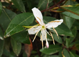 Hauya heydeana, freshly open flower with white petals, San Cristobal Verapaz, Alta Verapaz, Guatemala