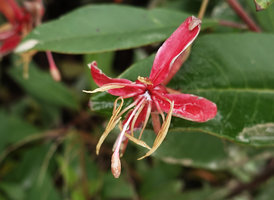 Hauya heydeana, old open flower turning red just before withering, San Cristobal Verapaz, Alta Verapaz, Guatemala