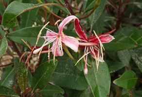 Hauya heydeana, open flowers progressively turning pink then red, San Cristobal Verapaz, Alta Verapaz, Guatemala