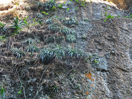 Hechtia sp. population on a vertical cliff, el Tepozteco, Cuernavaca, Mexico