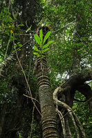 Hedychium cf. bousigonianum, epiphytic on a Cycas inermis stipe in forest understory, Cat Tien NP, Vietnam