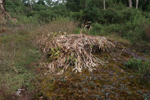 Hedychium ellipticum, vegetative population of dried leafy stems at the surface of a sandstone slab in late november, Phu Hin Rong Kla NP, Phitsanulok, Thailand