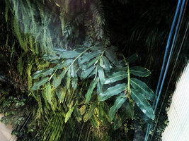 Hedychium gardnerianum seen through the glass wall on the vertical garden, Istanbul