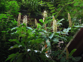 Hedychium gracile flowering on the patio vertical garden in october, Patrick Blanc Home