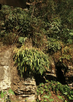 Hedychium horsfieldii clumps growing on full sun exposed rocks, Sumuran waterfall, Magelang, Java