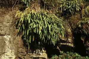 Hedychium horsfieldii, dense clumps growing on full sun exposed rocks, Sumuran waterfall, Magelang, Java