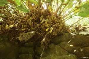 Hedychium horsfieldii, dense clumps of persistant rhizomes growing on rocks, Sumuran waterfall, Magelang, Java