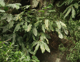 Hedychium horsfieldii, flowering stems, Sumuran waterfall, Magelang, Java
