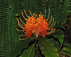 Hedychium longicornutum