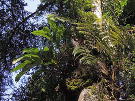 Hedychium malayanum, epiphytic, Fraser&#039;s Hill, Malaysia