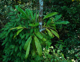 Hedychium muluense flowering as a low epiphyte at about 8 m above the forest floor, Danum Valley, Sabah, Borneo