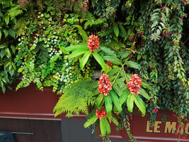 Hedychium rubrum, Oasis d&#039;Aboukir