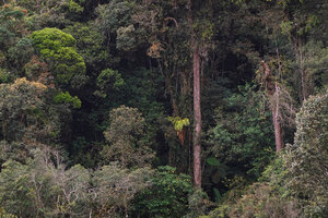 An epiphytic species of Zingiberaceae, probably not a Hedychium but a member of Alpinieae, G. Brinchang, 1900 m asl, Cameron Highlands, Malaysia