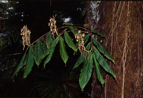Hedychium spicatum as a low epiphyte, Darjeeling, West Bengal, India