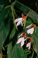 Hedychium spicatum, Sikkim