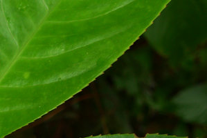 Hedyosmum cf. scaberrimum, hydathodes teeth along leaf margin, Punta Brava, Arusi, Choco, Colombia