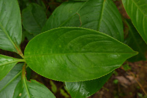 Hedyosmum cf. scaberrimum, leaf with hydatherous dentate margin, Punta Brava, Arusi, Choco, Colombia