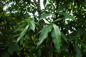 Hedyosmum mexicanum, hydathodes along the dentate leaf margin, Mirador Rey Tepepul, Lake Atitlan, Guatemala