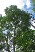 Hedyosmum mexicanum reaching the low cloud forest canopy, Mirador Rey Tepepul, Lake Atitlan, Guatemala