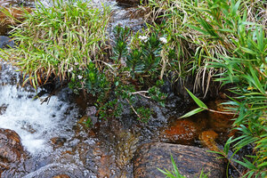 Hedyotis flavescens, a rheophytic much branched shrub in the Battalu Oya river, Fishing Hut, Maskeliya, Sri Lanka