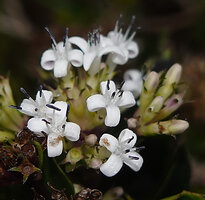 Hedyotis flavescens, flowers, Battalu Oya river, Fishing Hut, Maskeliya, Sri Lanka