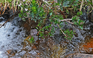 Hedyotis flavescens, horizontally leaning stems due to strong water current, Battalu Oya river, Fishing Hut, Maskeliya, Sri Lanka