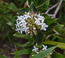 Hedyotis flavescens, inflorescence, Battalu Oya river, Fishing Hut, Maskeliya, Sri Lanka