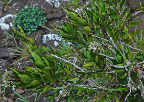 Hedyotis flavescens, leaning stems due to frequent spates or flash floods and tightly packed upward recurved leaves, Battalu Oya river, Fishing Hut, Maskeliya, Sri Lanka