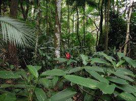 Heliconia angusta population, Tijuca NP, Rio de Janeiro, Brazil